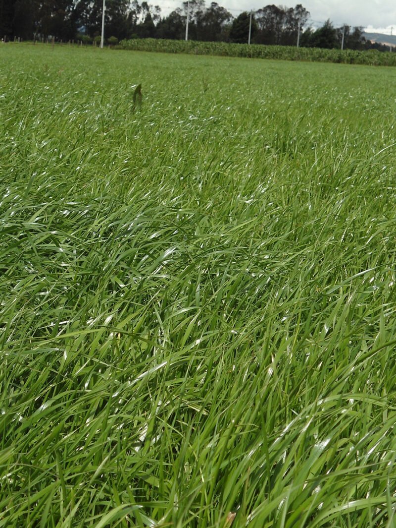 GREEN SPIRIT - Image 2