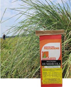 HUMIDICOLA