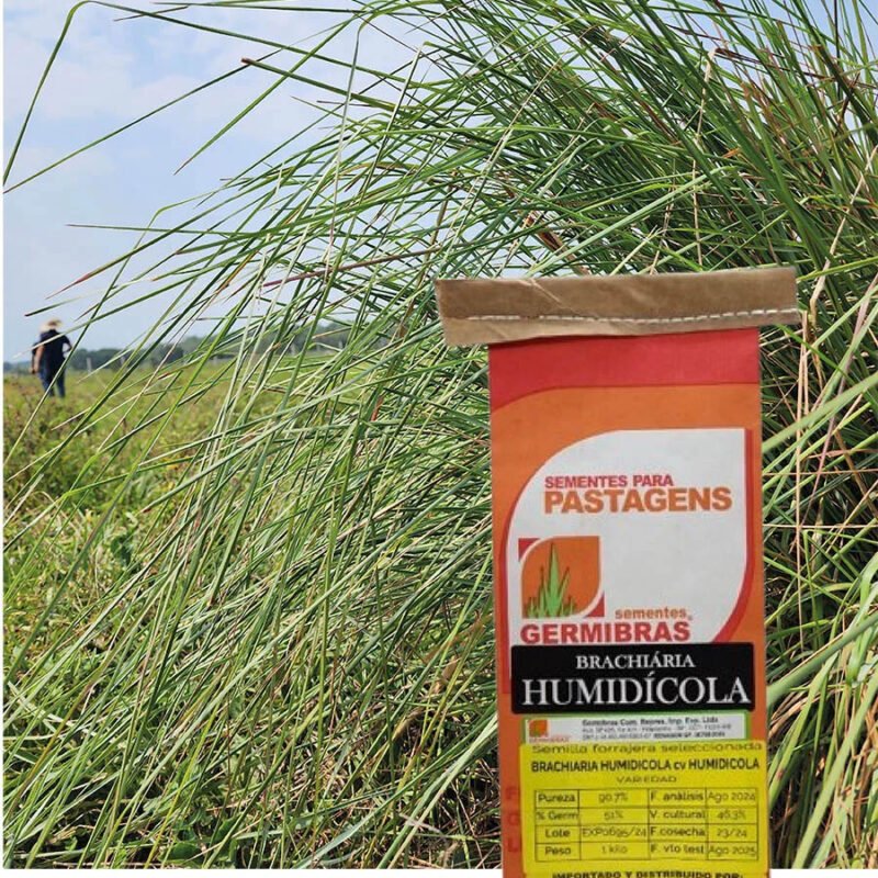 HUMIDICOLA