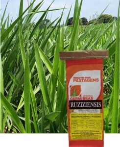 RUZIZIENSIS